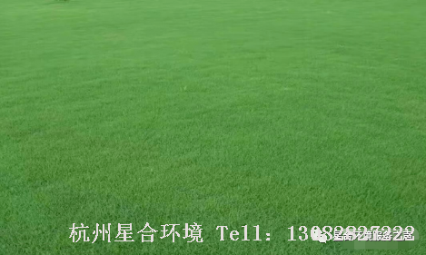 冬季草坪