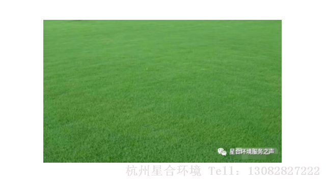 冬季草坪