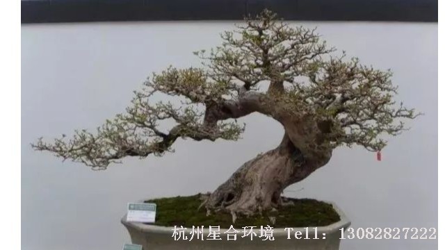 庭院养护