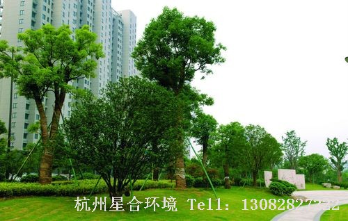 绿化工程