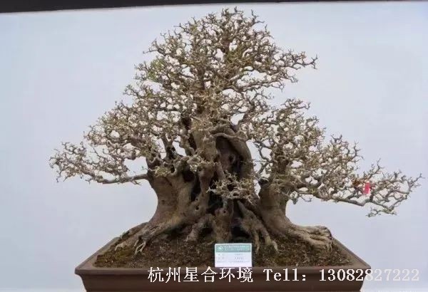庭院养护