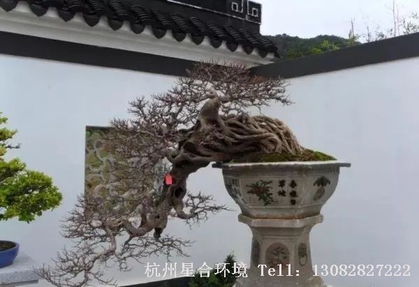 庭院养护