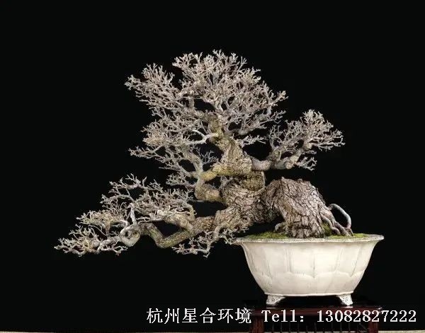 庭院养护