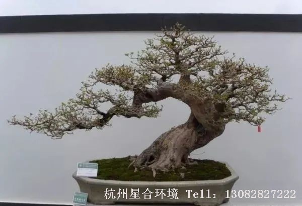 庭院养护