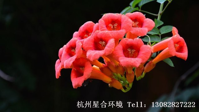 绿化养护