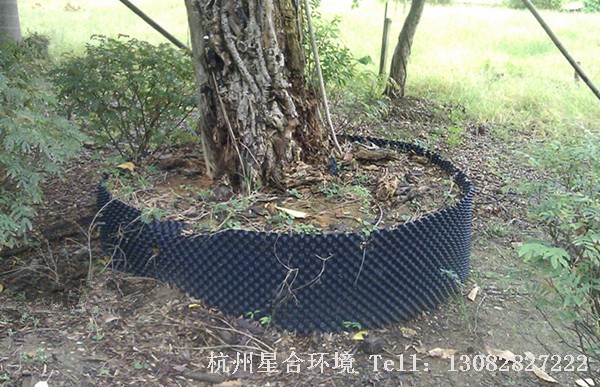 夏季移栽假植