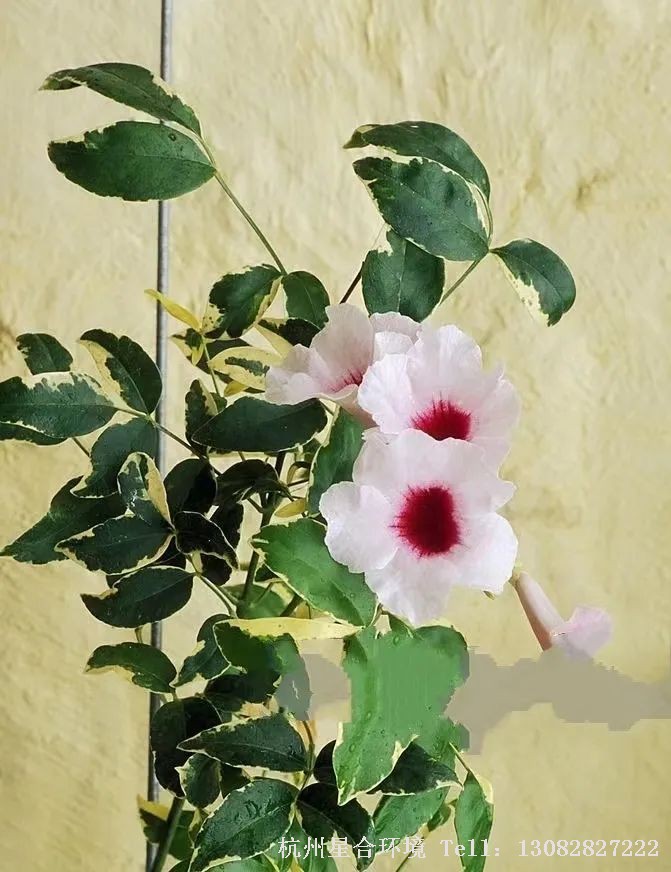 绿化养护粉色凌霄花