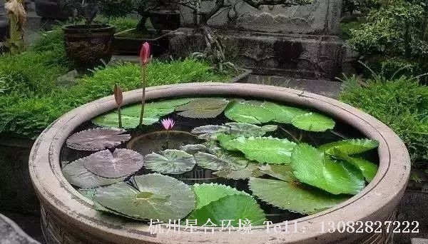 花园设计庭院水景，可静可动。若喜静，可在一个古色古香的瓦缸中种上荷花或睡莲，在夏日欣赏它的亭亭玉立，它的出淤泥而不染。