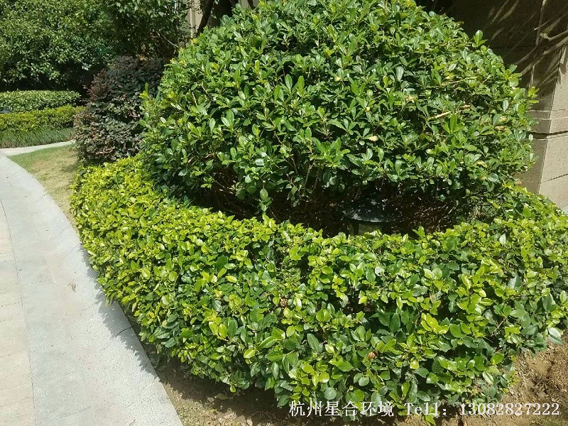 绿化养护