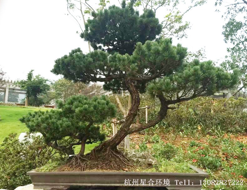 苗木基地