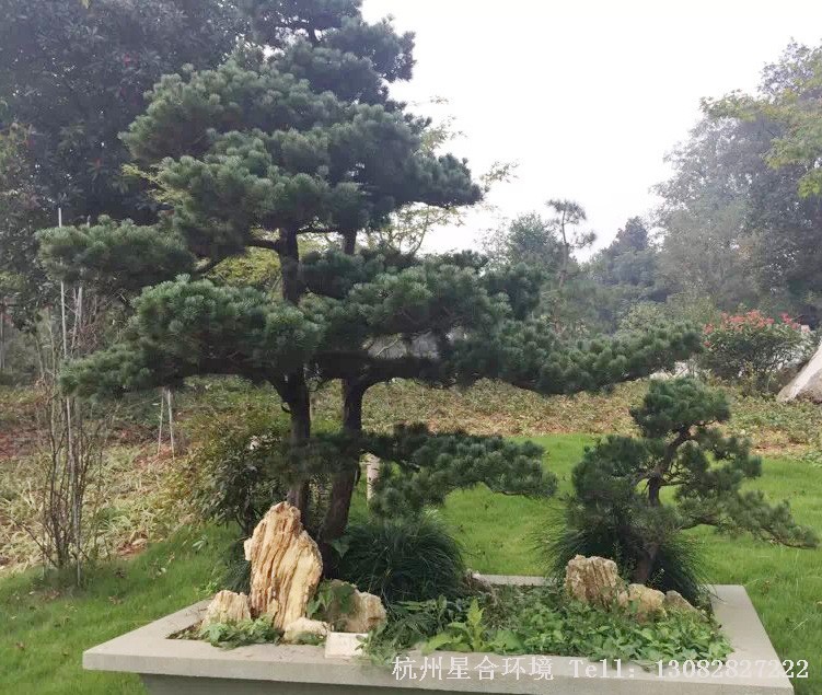 苗木基地