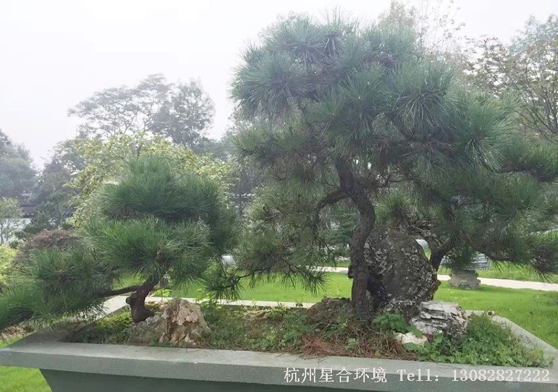 苗木基地