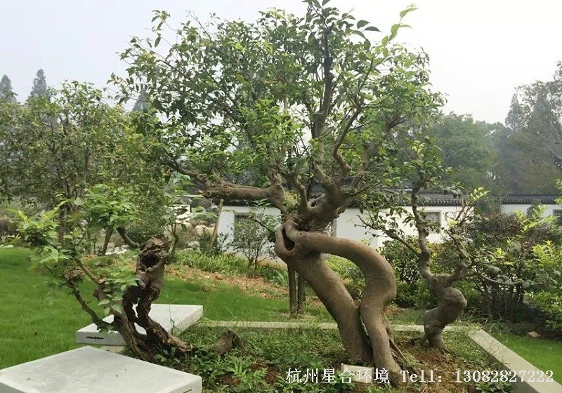 苗木基地