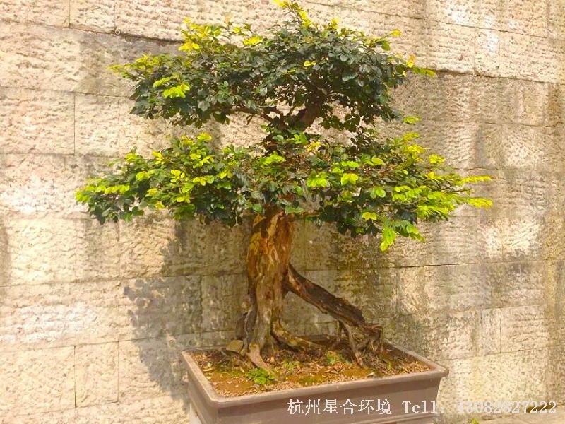 苗木基地