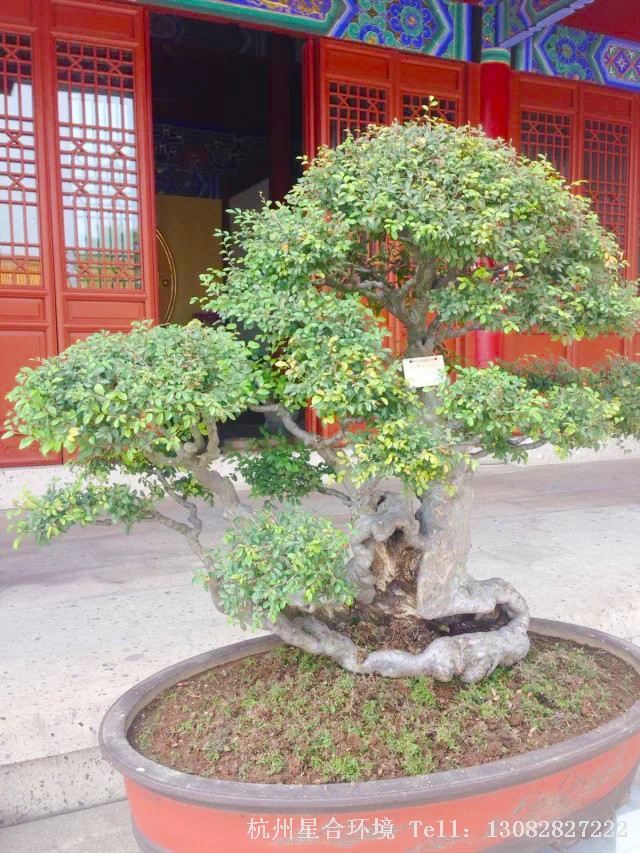 苗木基地