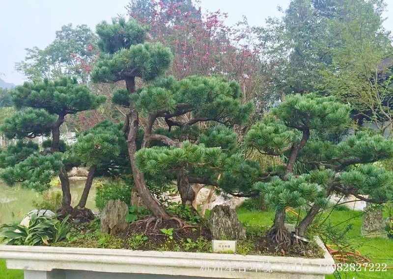 苗木基地