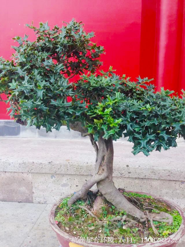 苗木基地