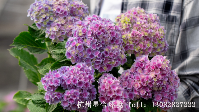 花园养护-花园养护中大花绣球叶片发黄常见3大原因，找准原因针对解决很简单。
