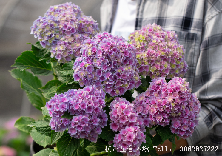 花园养护