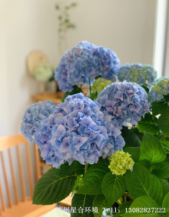 花园养护