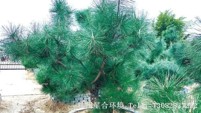 绿化养护