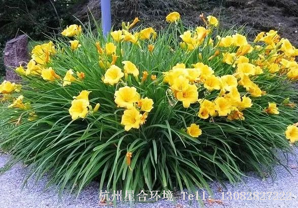 绿化养护中常见多年生植物