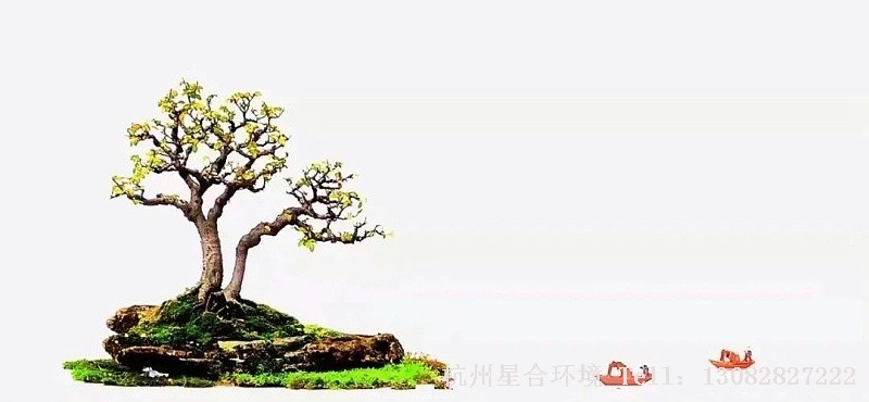 在室内株摆缺枝部位，横向切割坑槽呈口唇状，深达木质部，其切口的长、深度以和靠接枝切割面能充分吻合为宜。