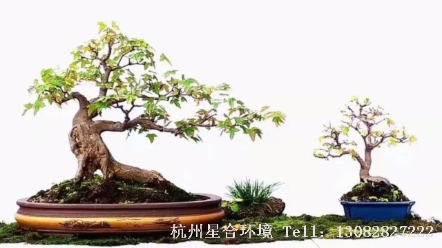 室内株摆