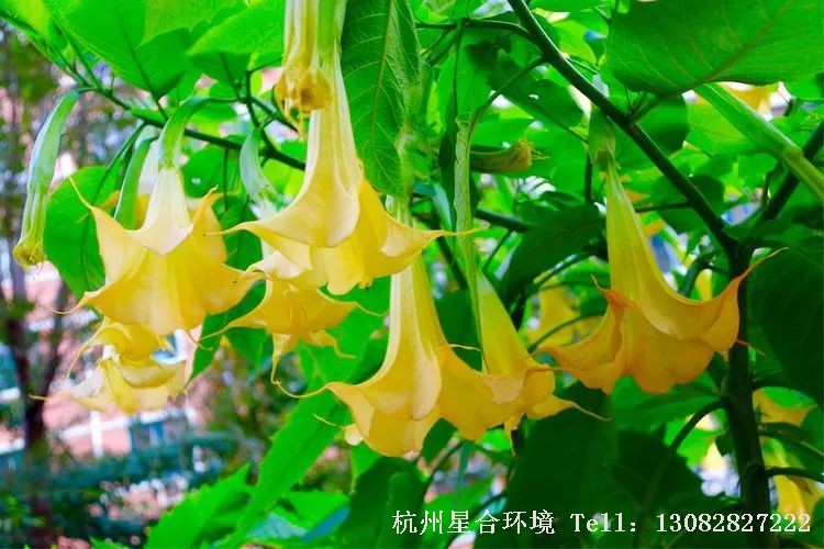 在我国南方部分地区，也经常能看到它的影子。有些花卉种植基地，甚至会绿化养护大量繁殖天使的号角，当观花花卉出售到全国各地。