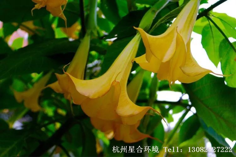 绿化养护-曼陀罗