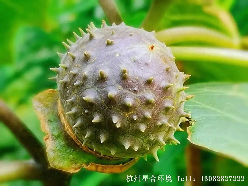 绿化养护-白花曼陀罗果实