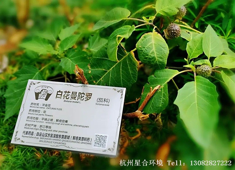 绿化养护-白花曼陀罗果实