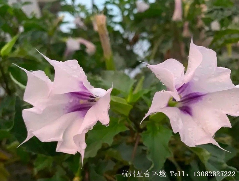 天使的号角这种花草绿化养护很容易种植，适应能力强，生长速度快，几乎没有天敌，不生病虫害，只作为一种观花花卉养殖，是极其省心的。