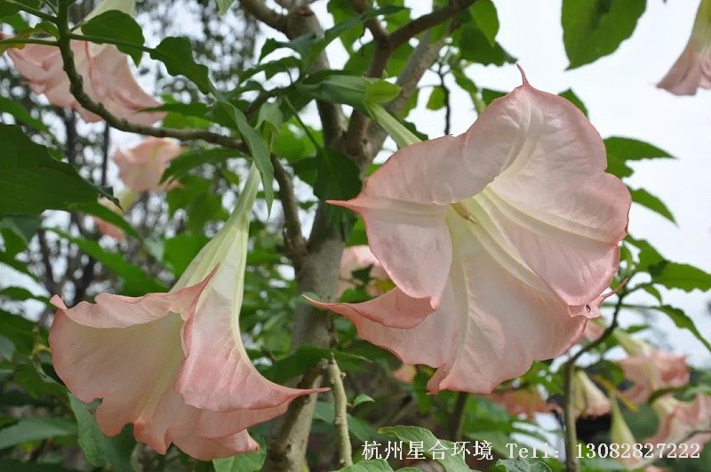 天使的号角这种花草绿化养护很容易种植，适应能力强，生长速度快，几乎没有天敌，不生病虫害，只作为一种观花花卉养殖，是极其省心的。