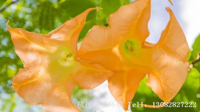 绿化养护