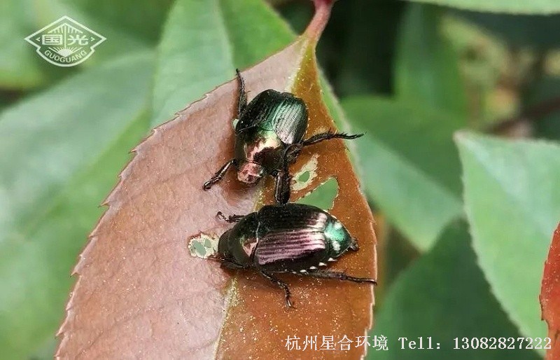 绿化养护