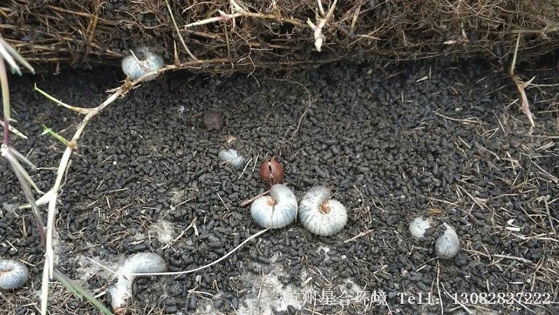 绿化养护