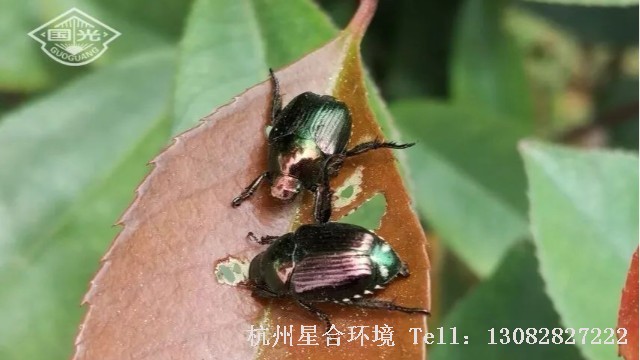绿化养护