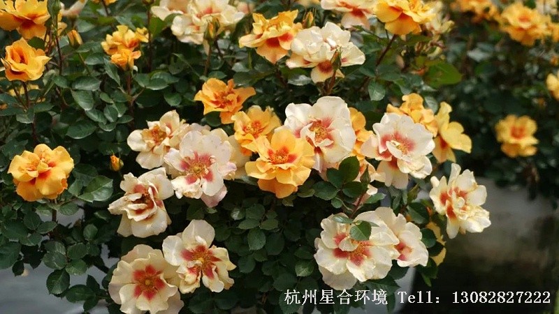 绿化养护