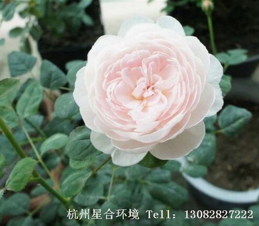 小区养护