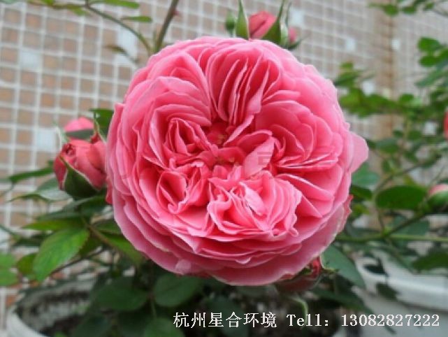 小区养护