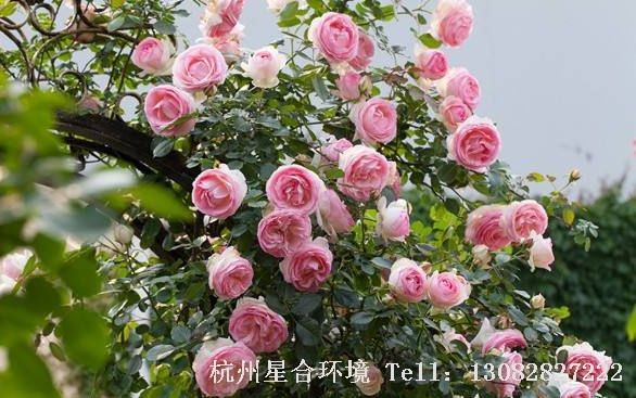 小区养护