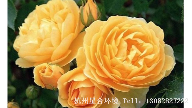小区养护