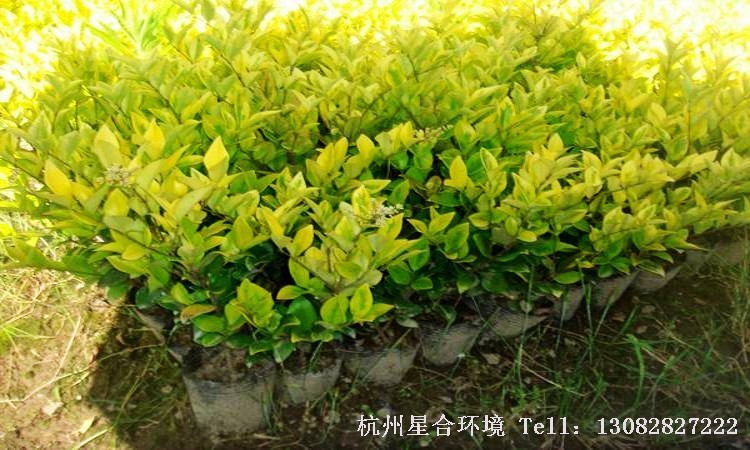 小区养护