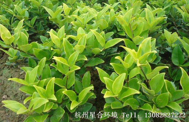 小区养护