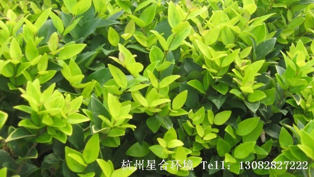 绿化养护