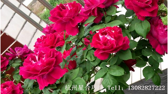 绿化养护