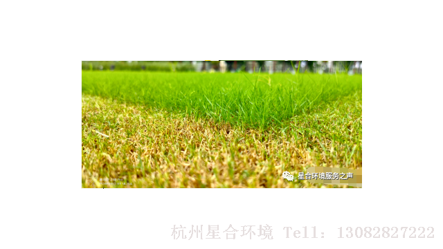 绿化养护