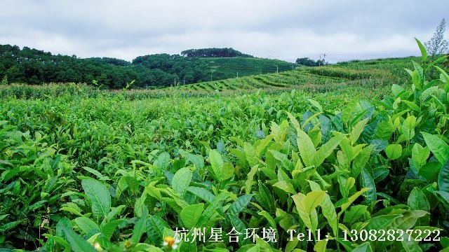 绿化养护