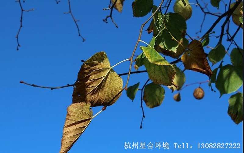 绿化养护